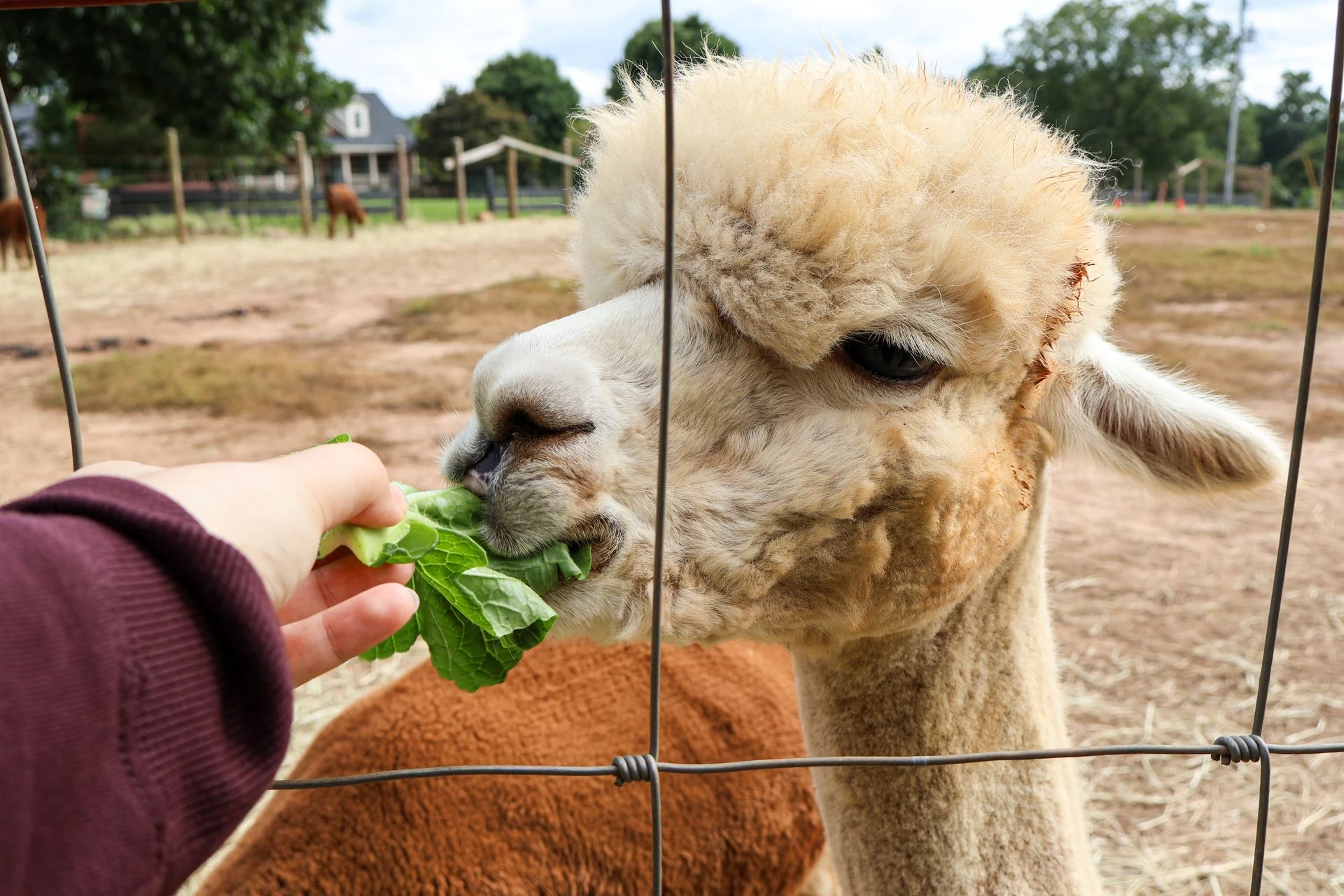 Alpaca farms near Raleigh: meet alpacas & tours
