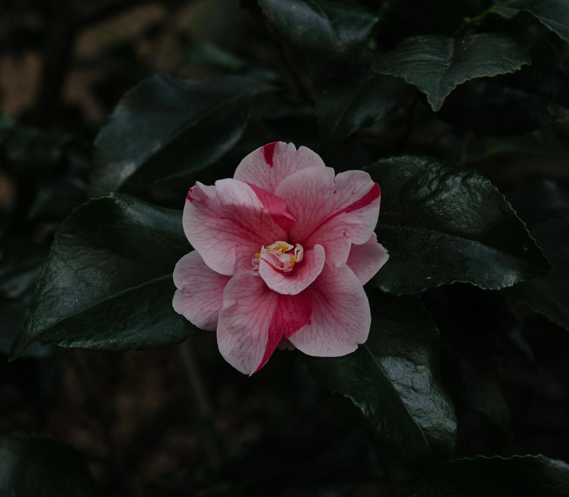 Beautiful gardens to visit around Raleigh & the Triangle