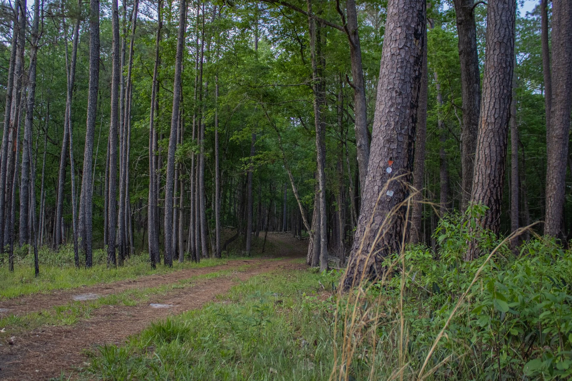 Best hikes at North Carolina state parks