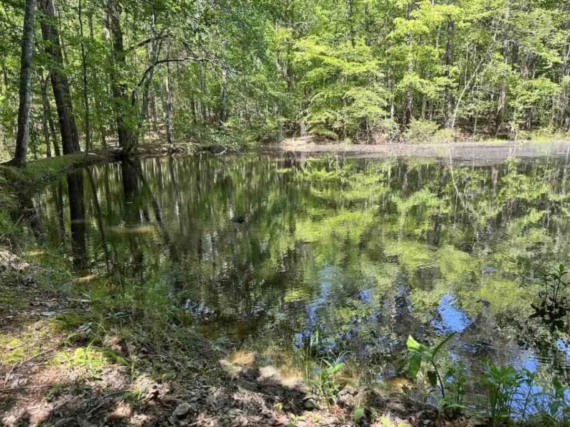 Bird Count at Firefly Farm Free Day
 -  - Poster