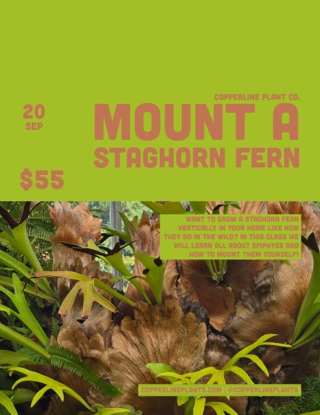 DIY Mounted Staghorn Ferns