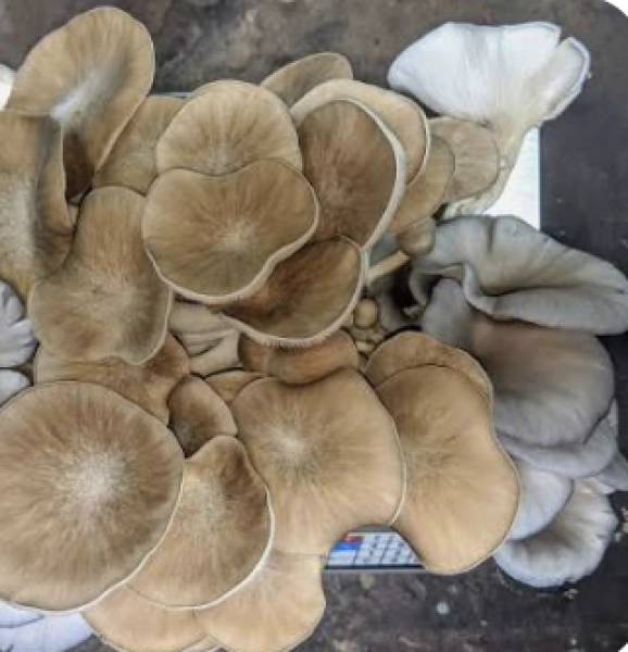 Mushroom Cultivation Workshop