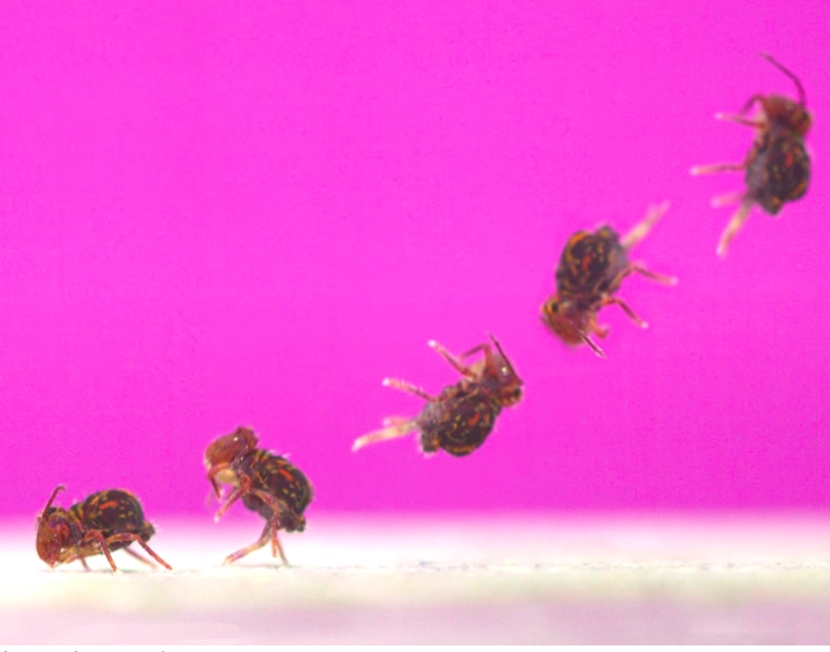 Science Café: A Visual Natural History of Insect Jumping