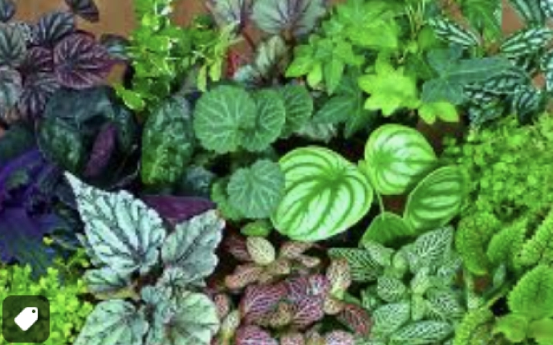 Science Detectives: Green Plants