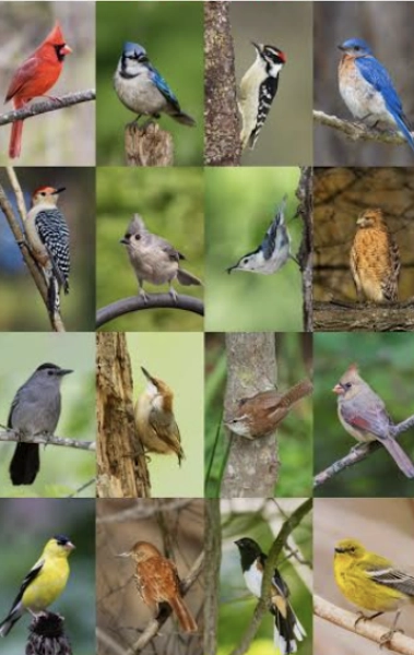 Fall and Winter Birds of Wake County