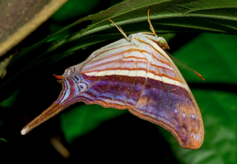 Educator Trek: Butterfly Pinning and Backyard Bug Collecting