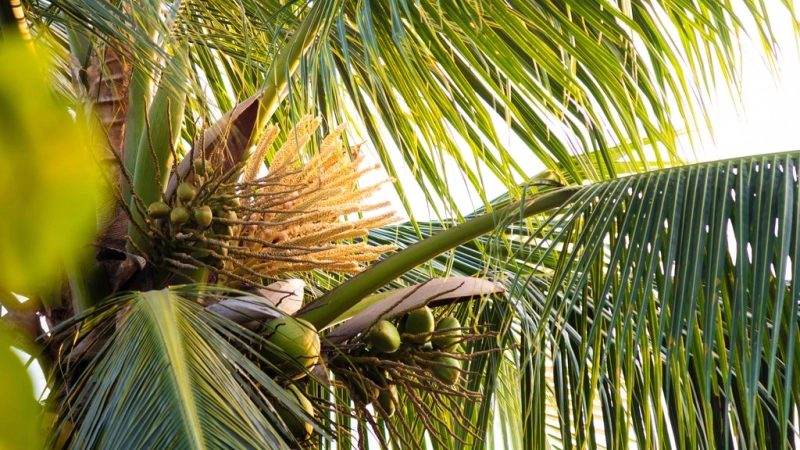 Island Society: Caribbean Brunch Buffet