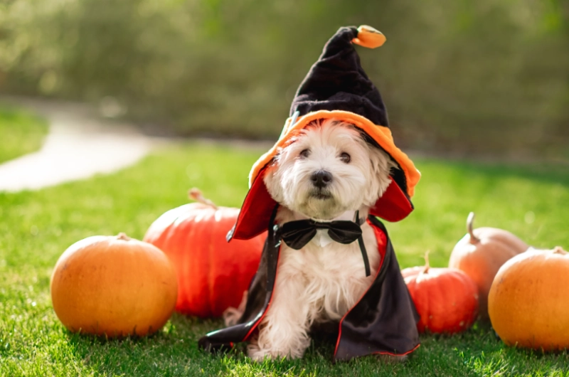 Spooky Tails