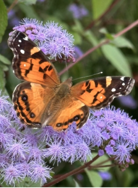 Fall is for Planting: A Native Plant Garden Tour
