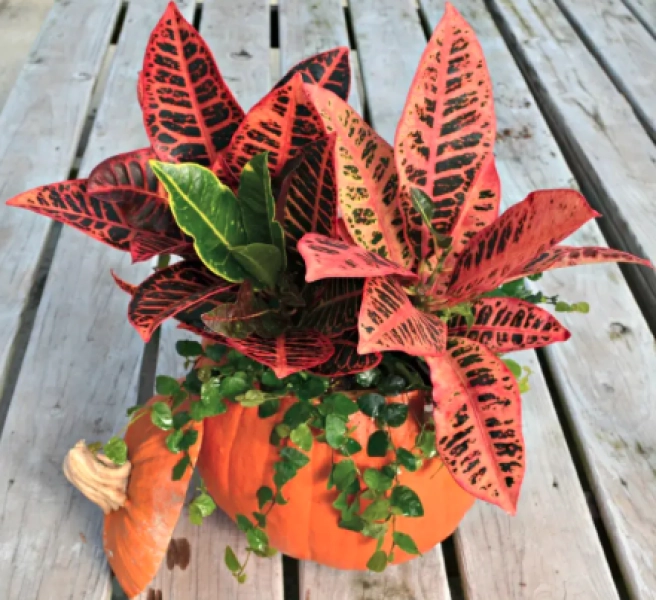 Fall Harvest Container Workshop