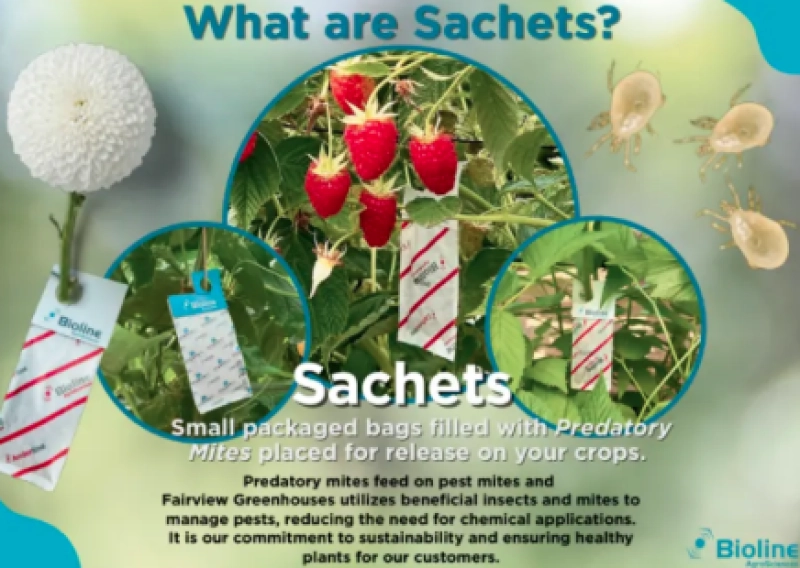 Beneficial Bugs: Nature’s Pest Control