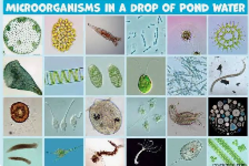Science Detectives: Microscopic Pond Life
