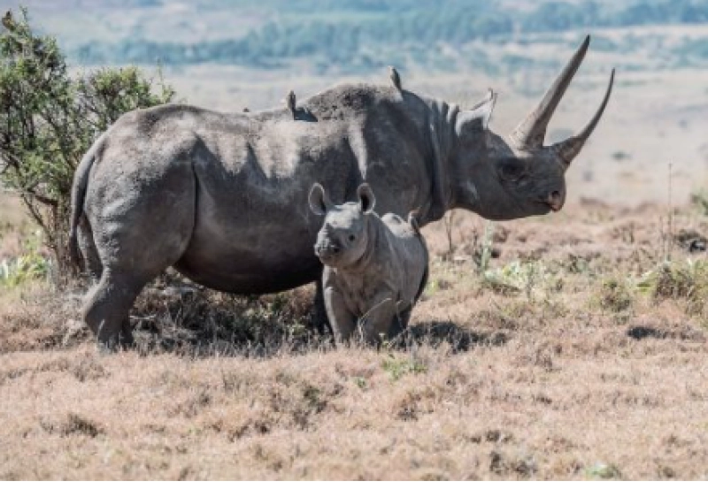 Teen Science Café: Rhino Conservation