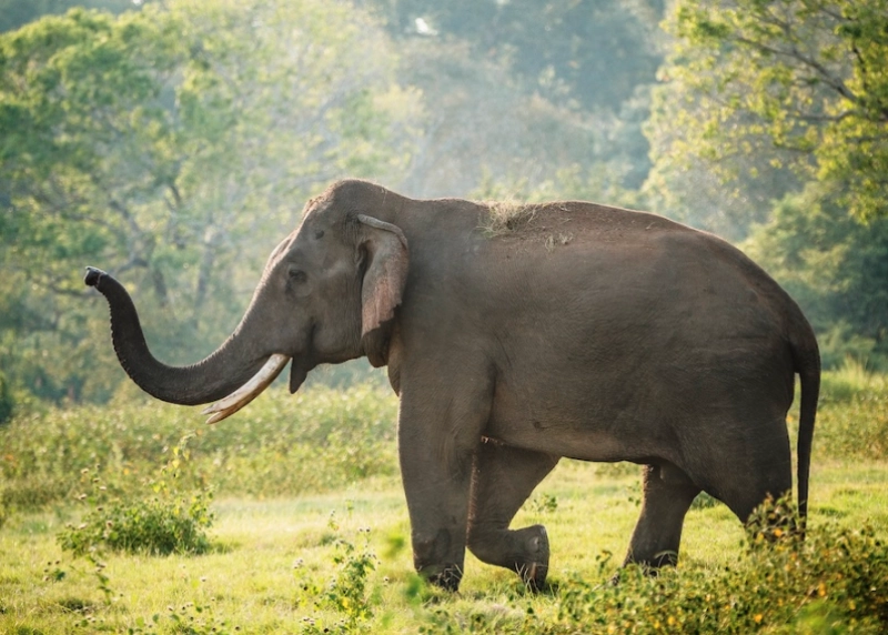 Science Café: Decoding the Lives of Sri Lanka’s Elephants