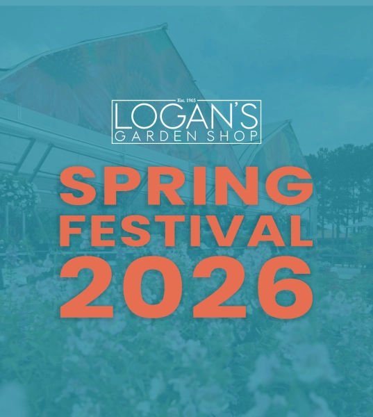 Logan's Spring Festival 2026