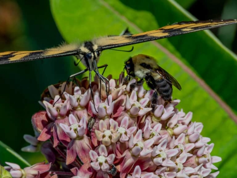 Get Wild: Pollinator Power with Triangle Land Conservancy