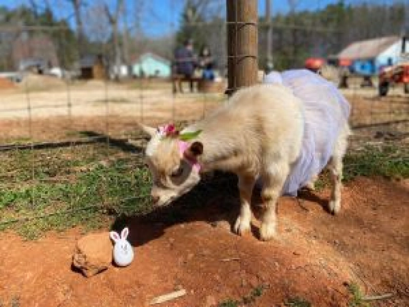 Spring Haven Farm Easter Egg Hunt with Goats