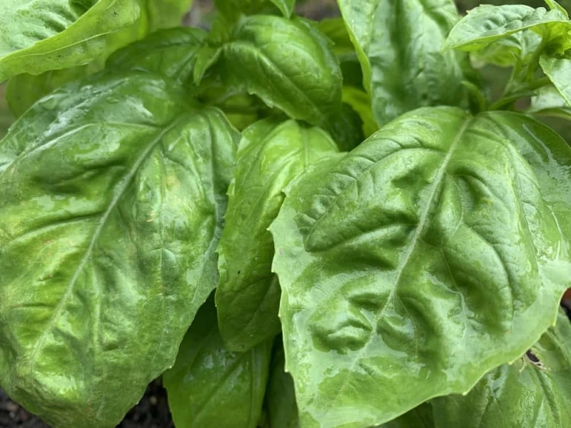 Wake Forest HerbFest