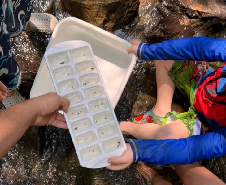 Get Wild: Creek Critters with Triangle Land Conservancy