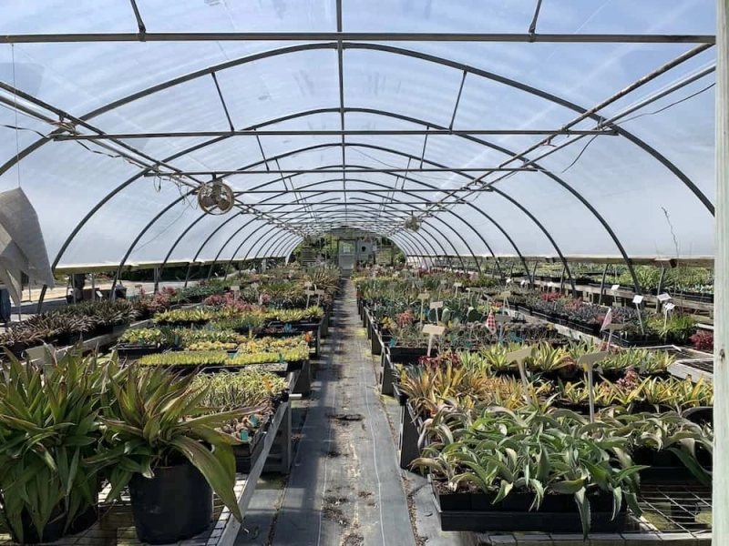 Spring Open Nursery and Garden Days at Plant Delights Nursery and Juniper Level Botanic Garden