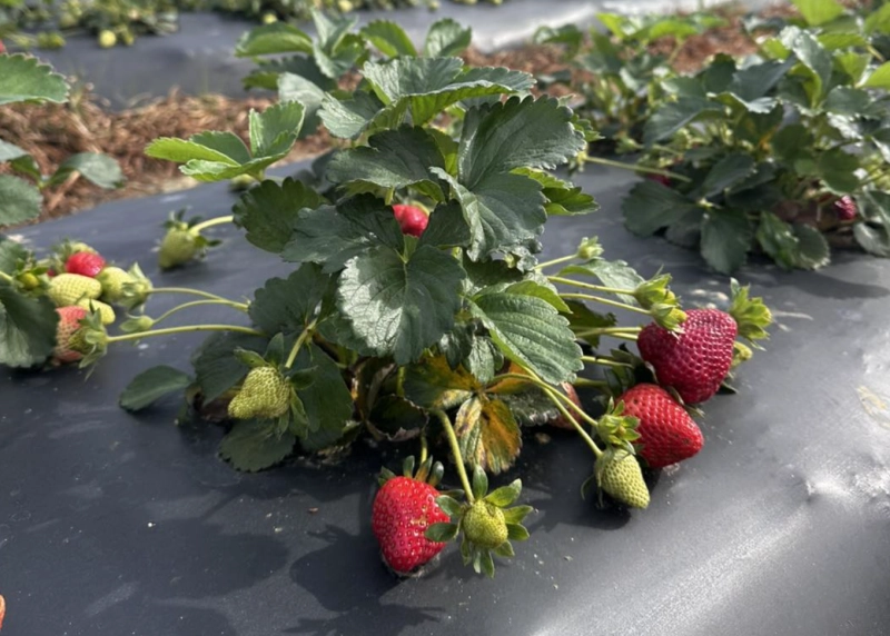 U-Pick Strawberry Season Opening Weekend at Wrenn’s Farm