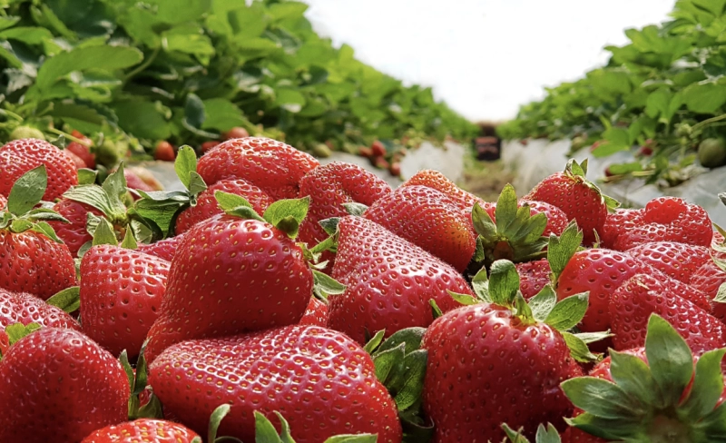 U-Pick Strawberry Season Opening Weekend at Pope's Strawberry Farm