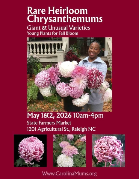 Central Carolina Chrysanthemum Society Rare and Heirloom Plant Sale