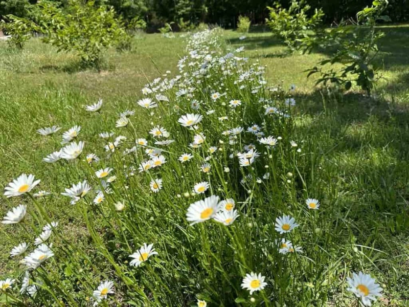 Opening Day for Flower Picking at Firefly Farm