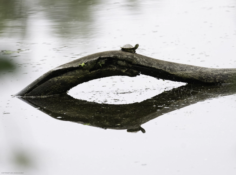 Nature Storytime: Wonders of our Waters