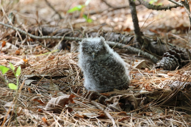 Nature Storytime: Forest Detectives