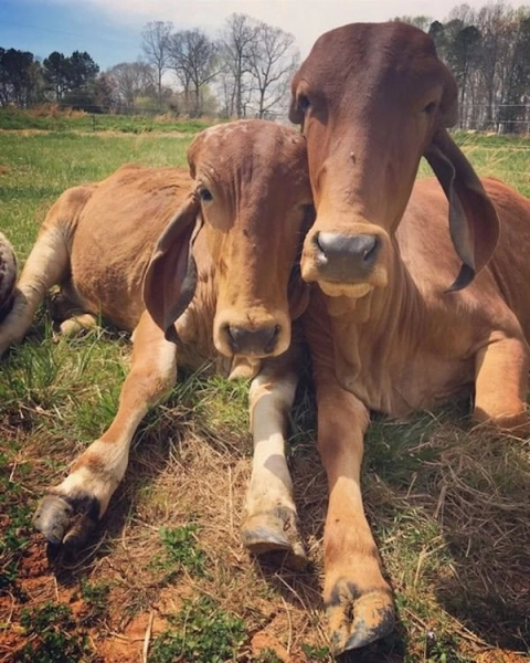 Experience Compassionate Connection at Brajboro Cow Sanctuary