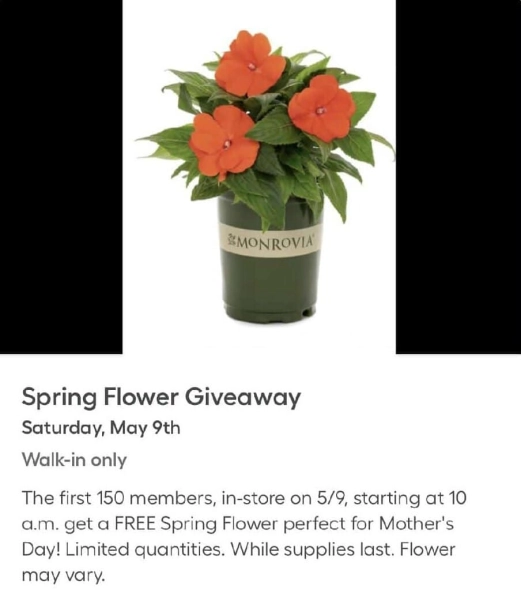 Lowe's Mother's Day Free Spring Flower Giveaway