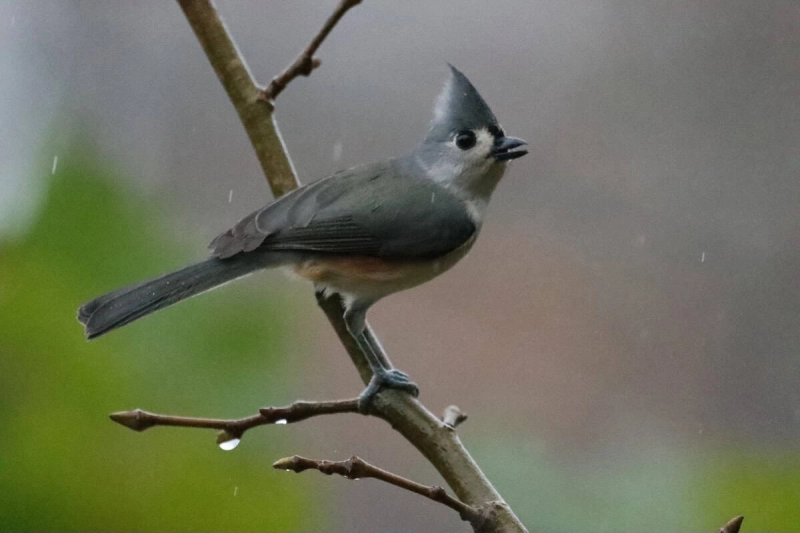 Friday Bird Walk