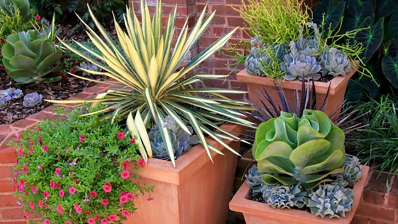 Gardening in Containers: A Hands-on Workshop