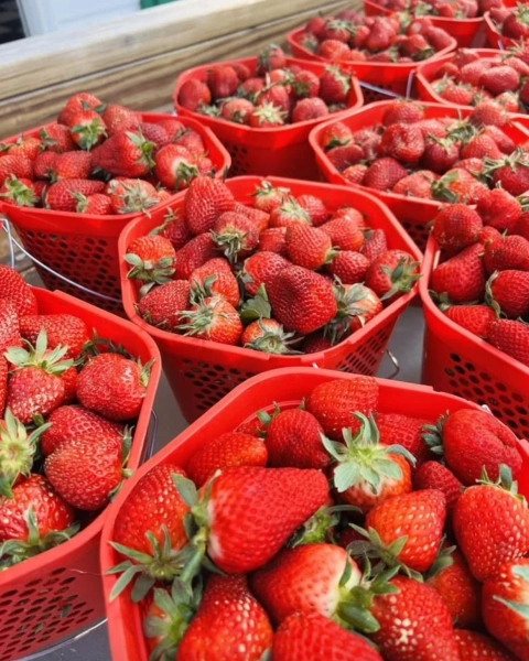 Strawberry Festival