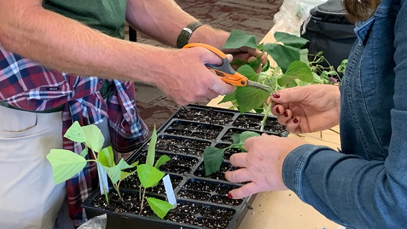 Propagation Workshop: Beginner Softwood Cuttings