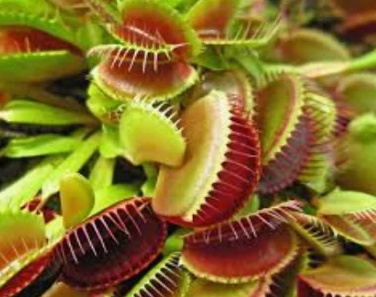 Carnivorous Plants: Grow Your Own Flytrap