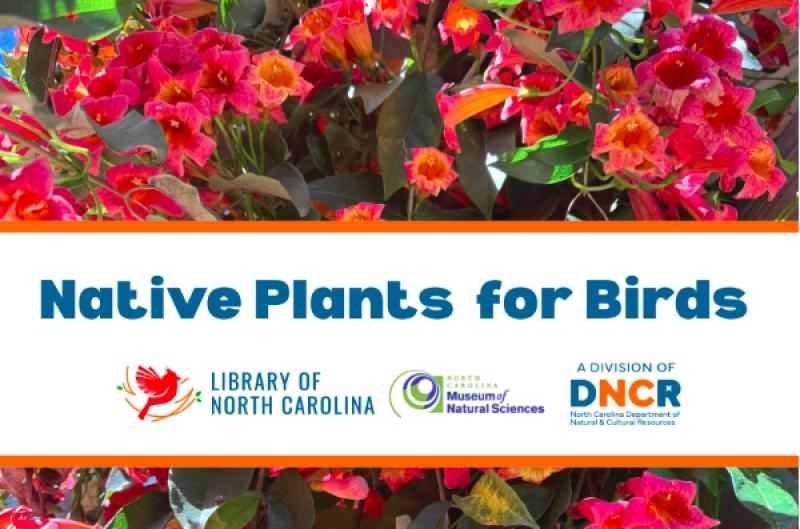 Native Plants for Birds