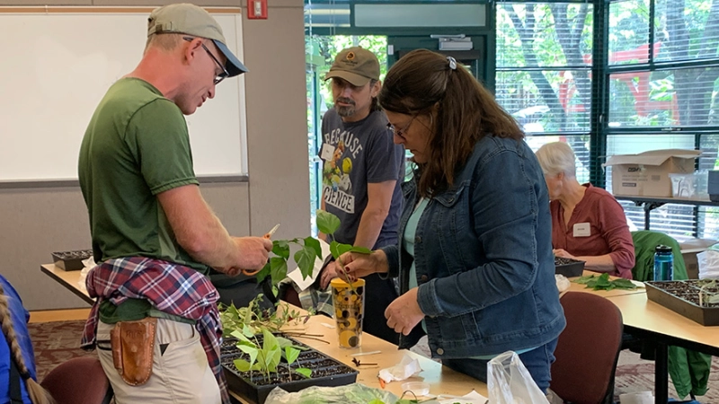 Propagation Workshop: Advanced Softwood Cuttings