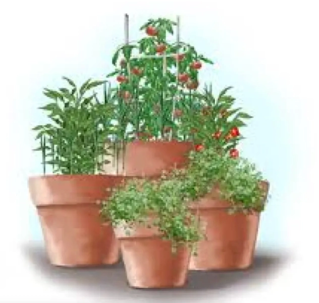 Salsa or Pizza Garden: Make & Take Workshop