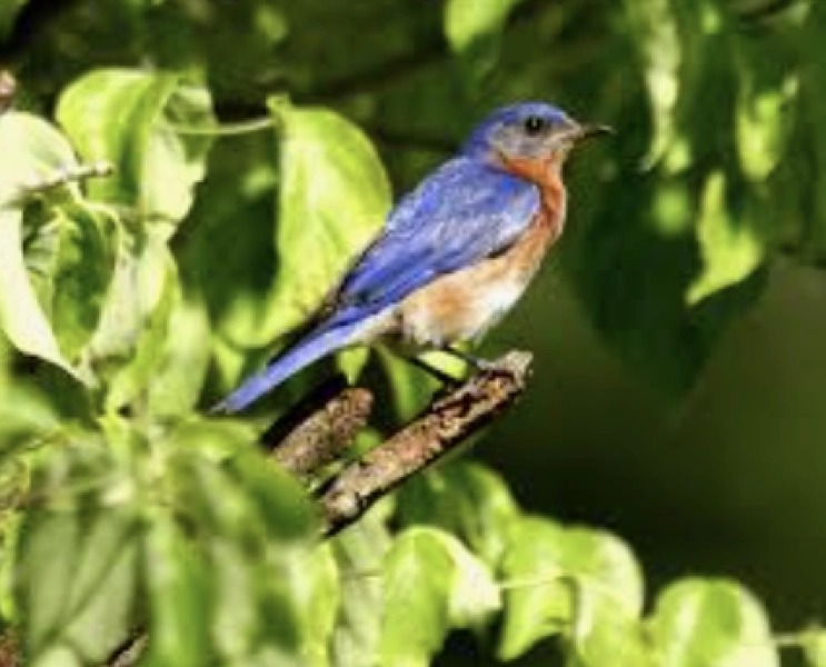 Early Summer Birding Adventure