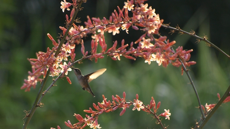 Plant-Lover's Tour: Hummingbird Plants