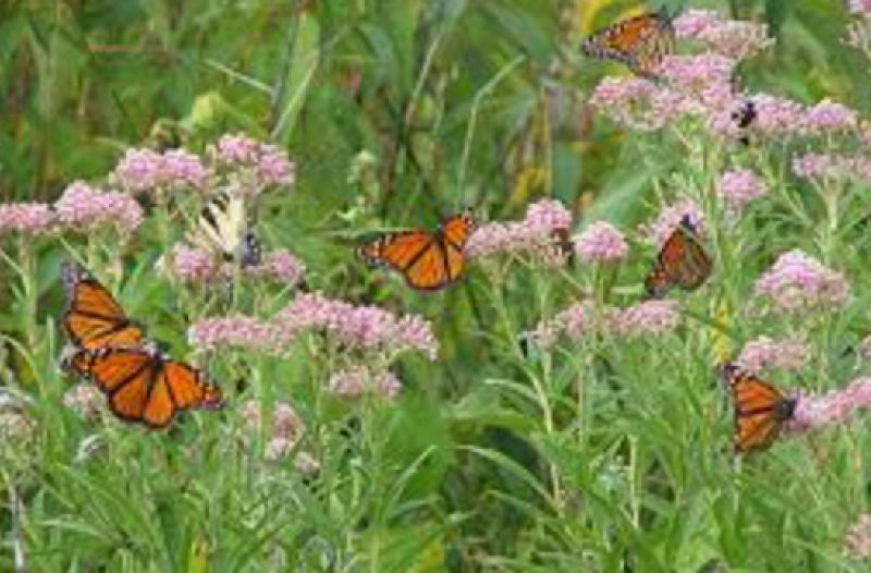 Native Plants & Pollinators