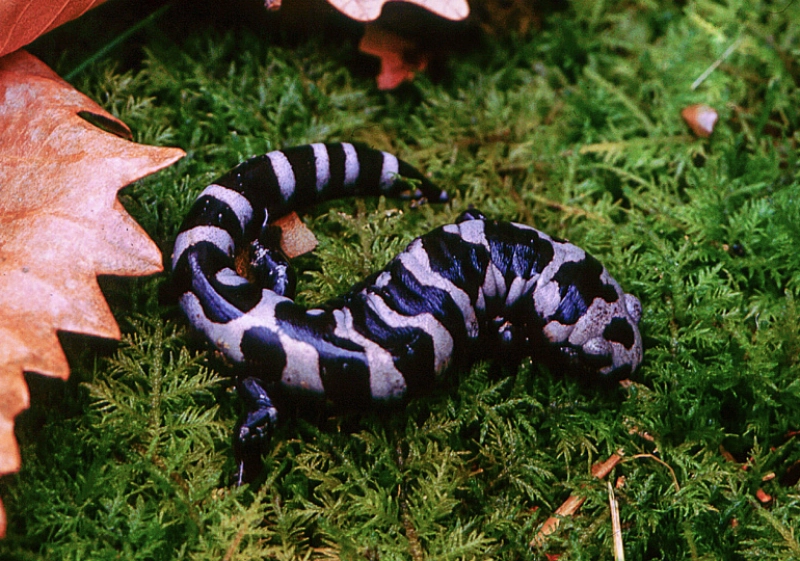 Family Painting Class: Salamander