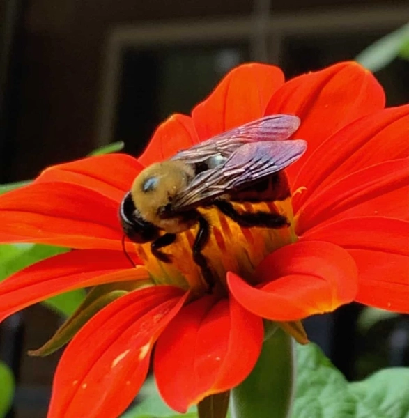 An Afternoon in the Garden at Apex Nature Park Pollinator Garden
