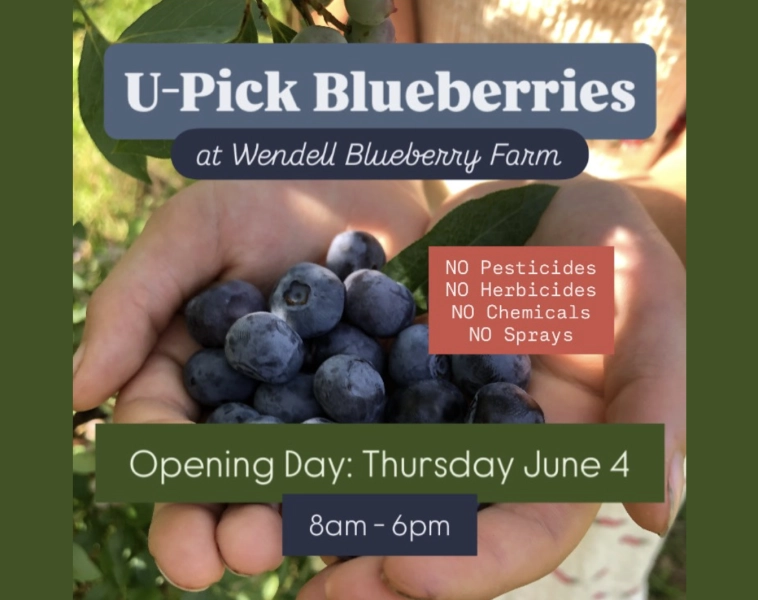 Blueberry Season Opening Day at Wendell Blueberry Farm