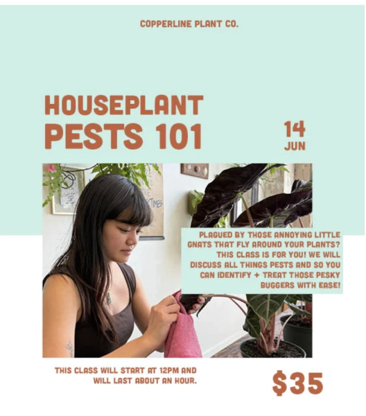 Houseplant Pests 101