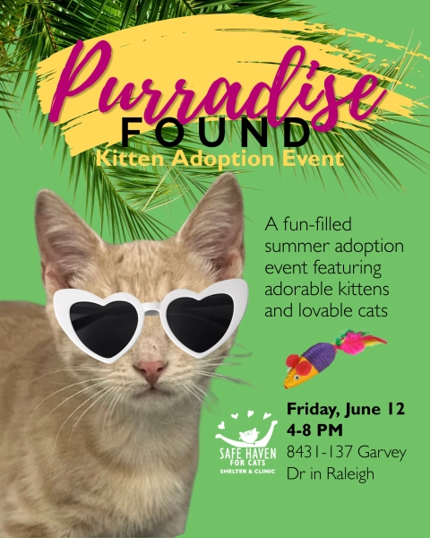 Purradise Found: Kitten Adoption Event