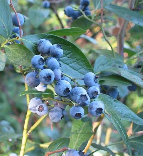 Summer Solstice Berry Forage with Daniel Woody