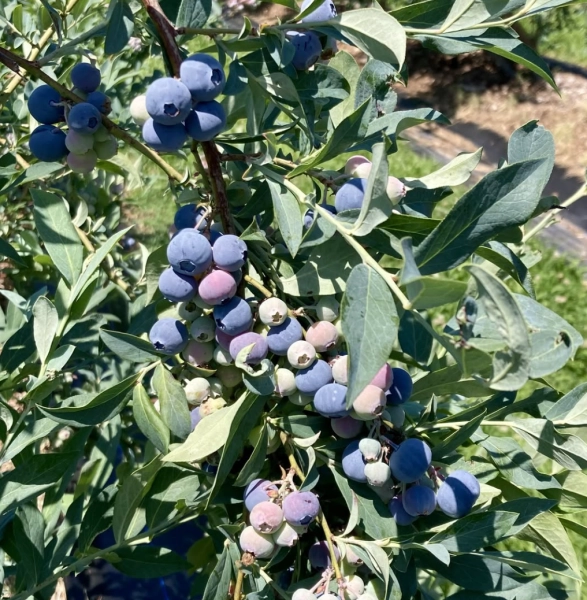 Pick Your Own Organic Blueberries